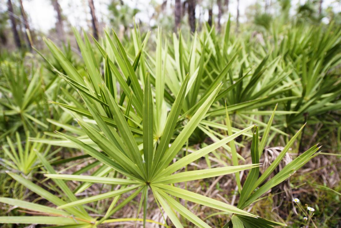 does saw palmetto affect testosterone